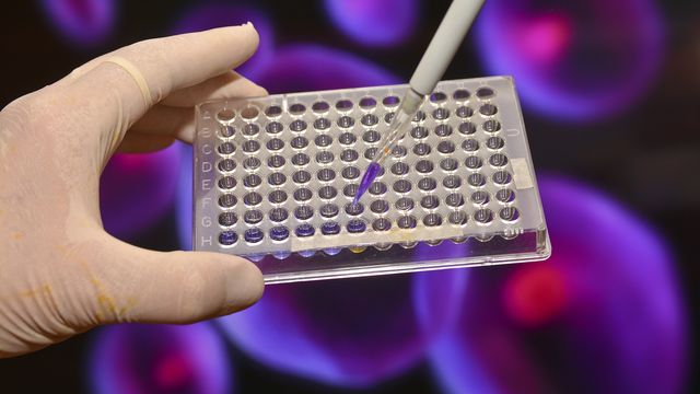 Gloved hand pipetting solution into a 96-well plate for 3D cell culture analysis. 