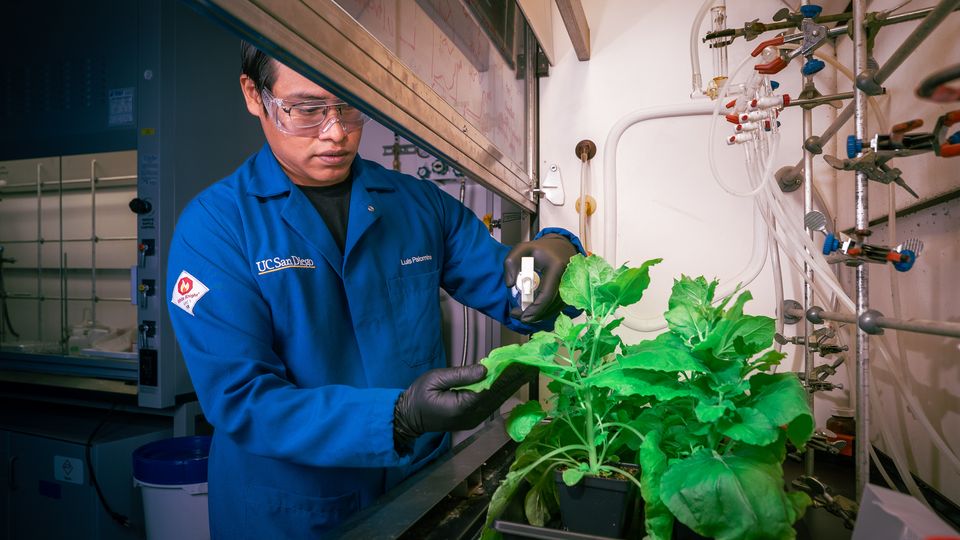 A researchers in a blue lab coat spraying the leaves of a small green plant with a handheld spray bottle. 