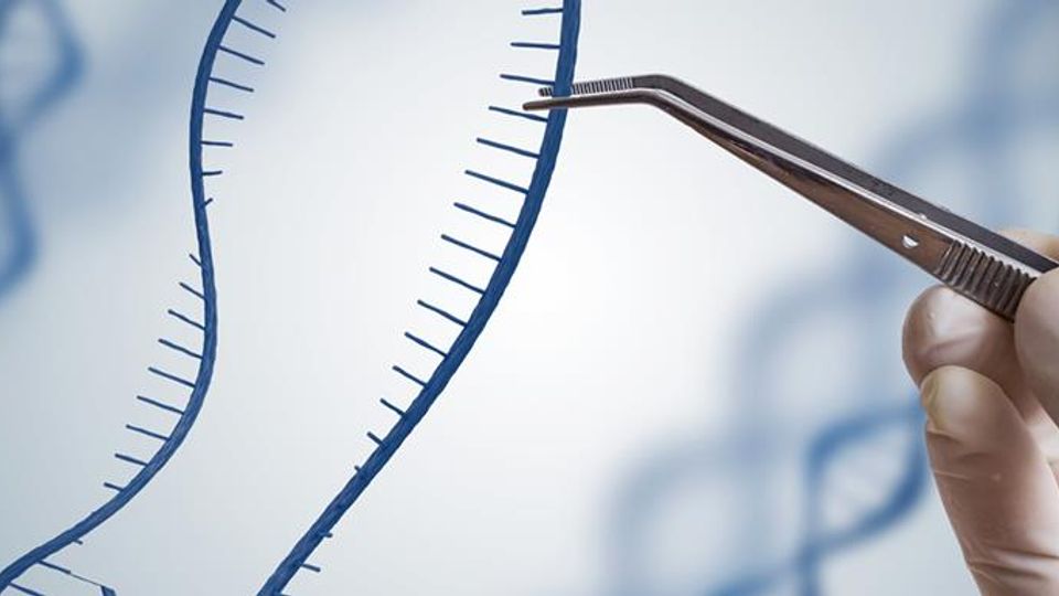 A pair of tweezers grab one strand of DNA and pull it away from the other.