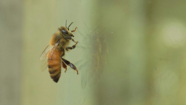Close up of a bee on a window, the inspiration for new bee-sting inspired microneedles for drug delivery.