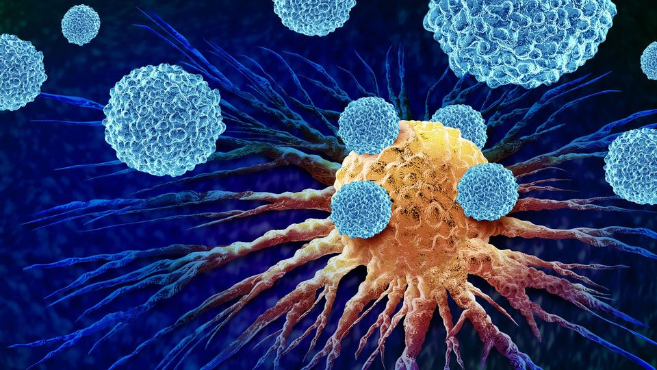 Small white immune cells attack a larger cancer cell.