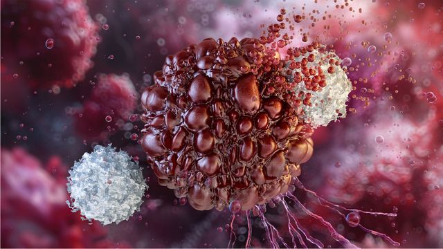 Two immune cells attack a cancer cell. 