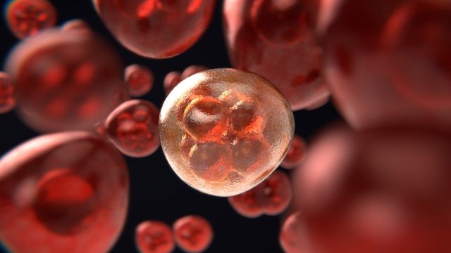 3D illustration of inflamed cells releasing signals that drive inflammation linked to age-related disease. 