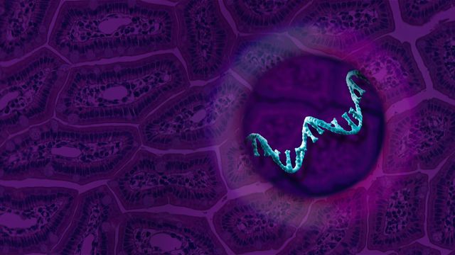 A short blue piece of RNA on a purple background of cells 