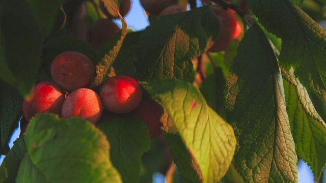 Nectarines ripening on the tree with surrounding leaves analyzed using infrared spectroscopy. 