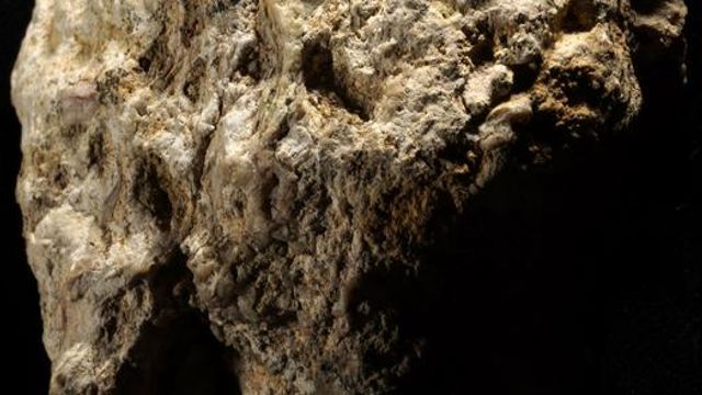 Antelope bone fragment in rock from the 3-million-year-old early human site, Makapansgaat (South Africa). 