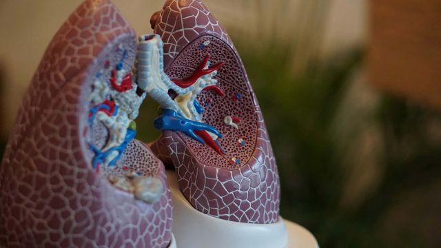 Anatomical lung model showing airways and internal structures related to the lung microbiome. 