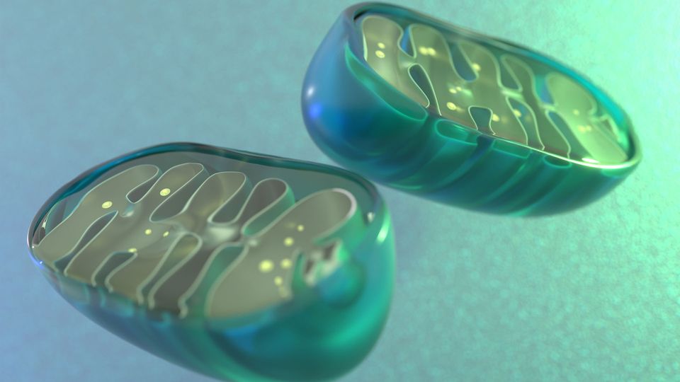 A mitochondrion, split in half to reveal the internal membranes and molecules within.