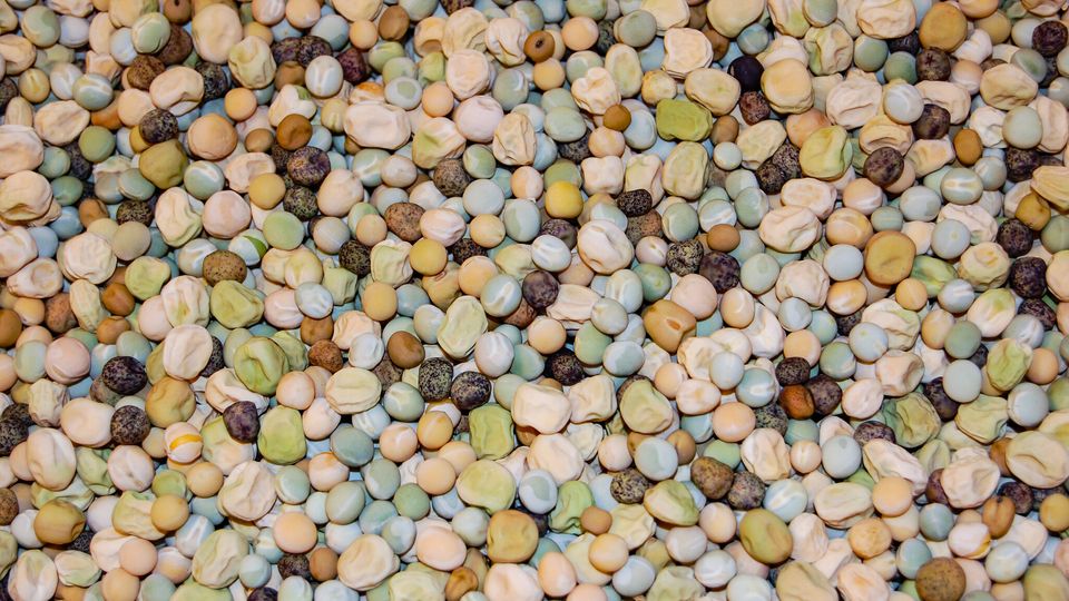 A wide variety of different yellow, green and brown pea species, laid out in a mix on a table.