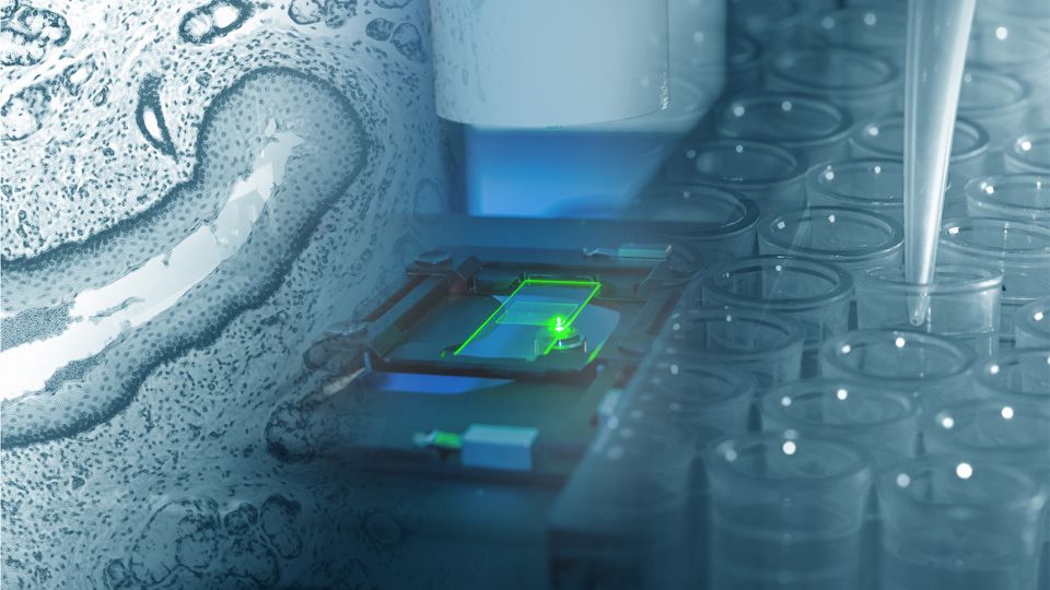 Left: tissue structure. Middle: Slide under fluorescent microscope. Right: Pipette end in micro tubes.