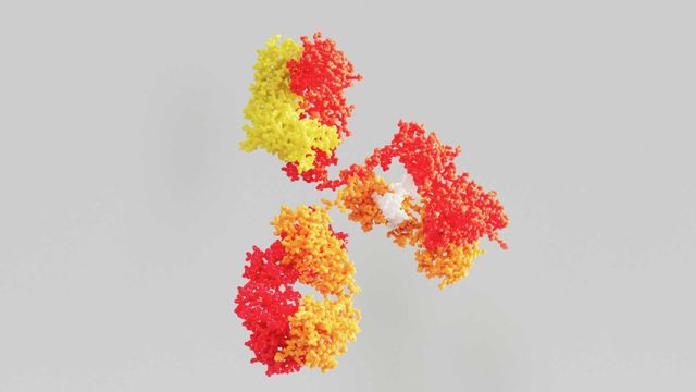 3D antibody protein structure illustrating AI-driven design of heavy and light chains. 