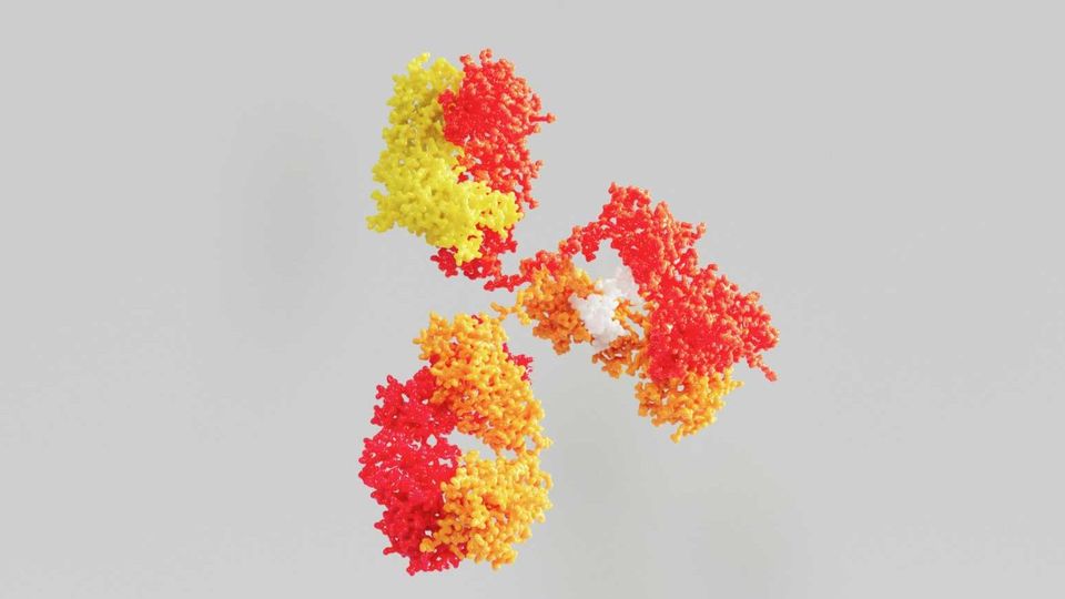 3D antibody protein structure illustrating AI-driven design of heavy and light chains.