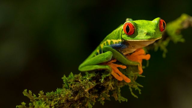 A bright green tree frog on a branch. 
